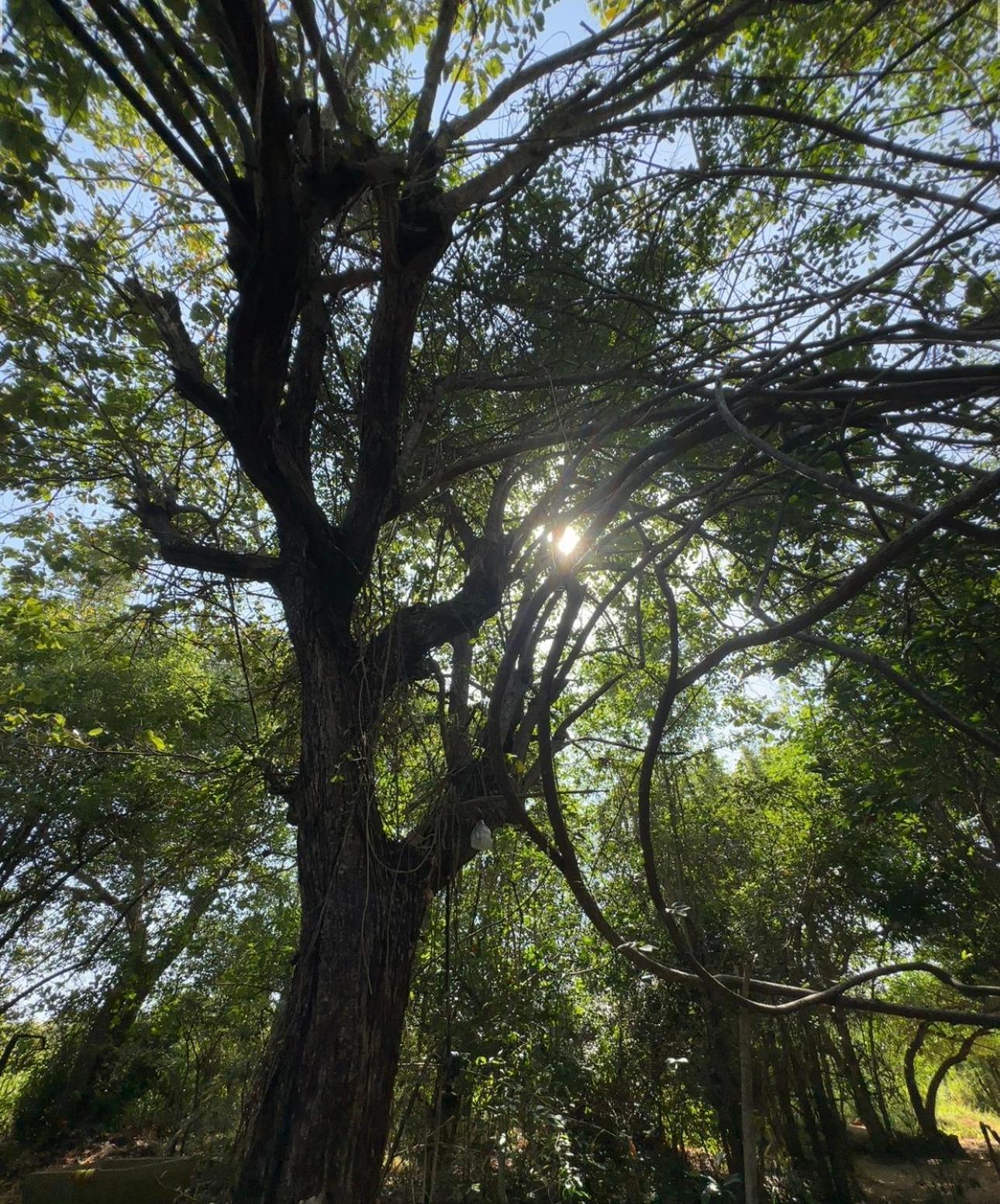 Athreya Ayurveda Ashram *