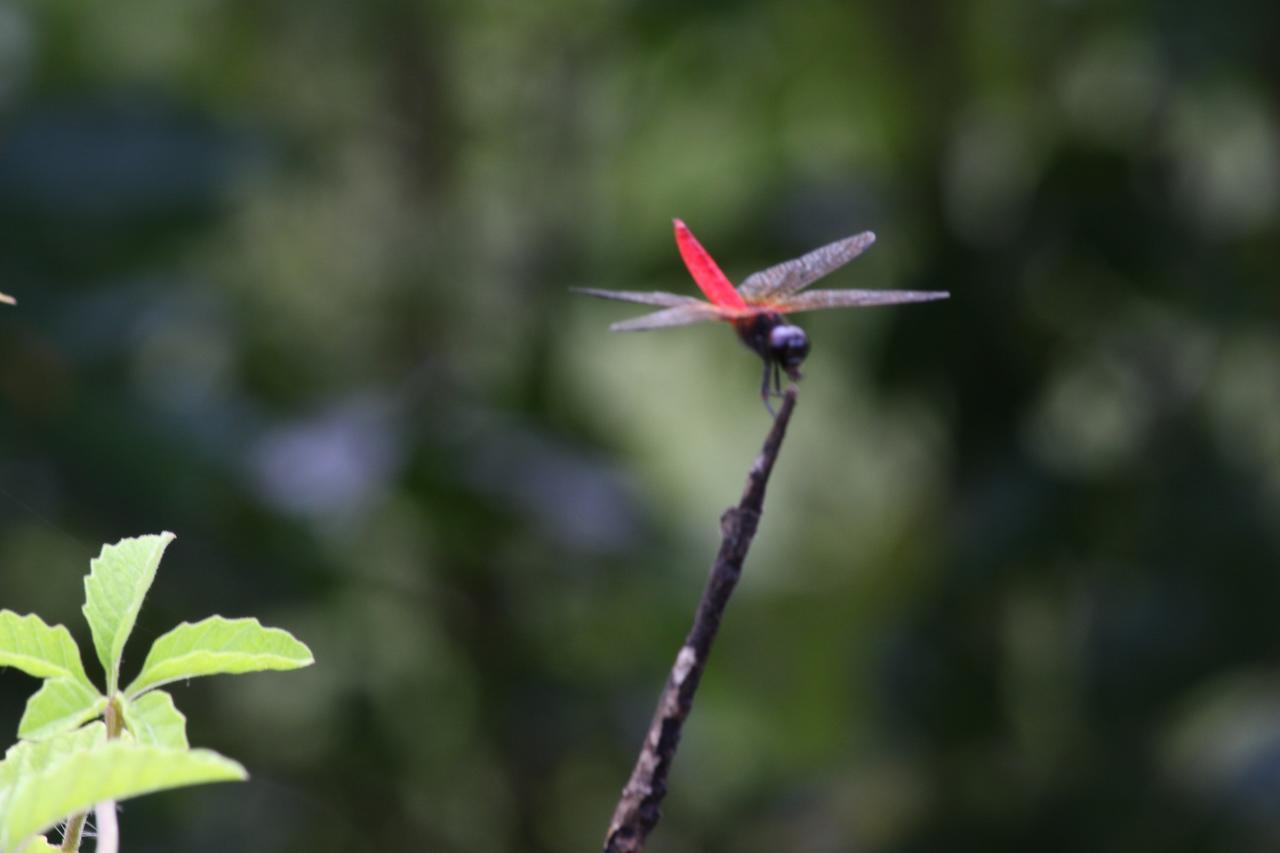 Athreya Ayurveda Ashram * Habarana